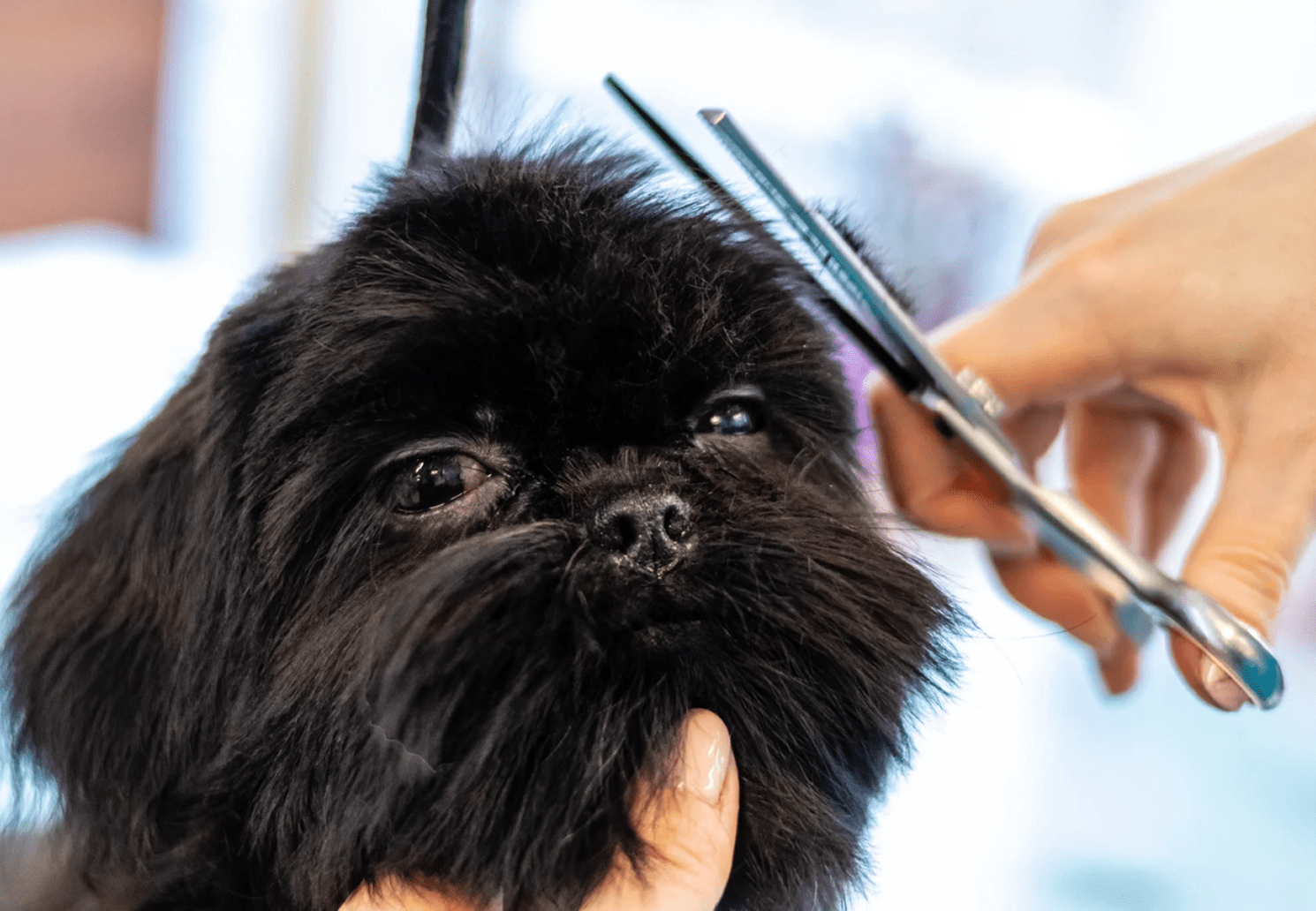 toiletteurs pour animaux