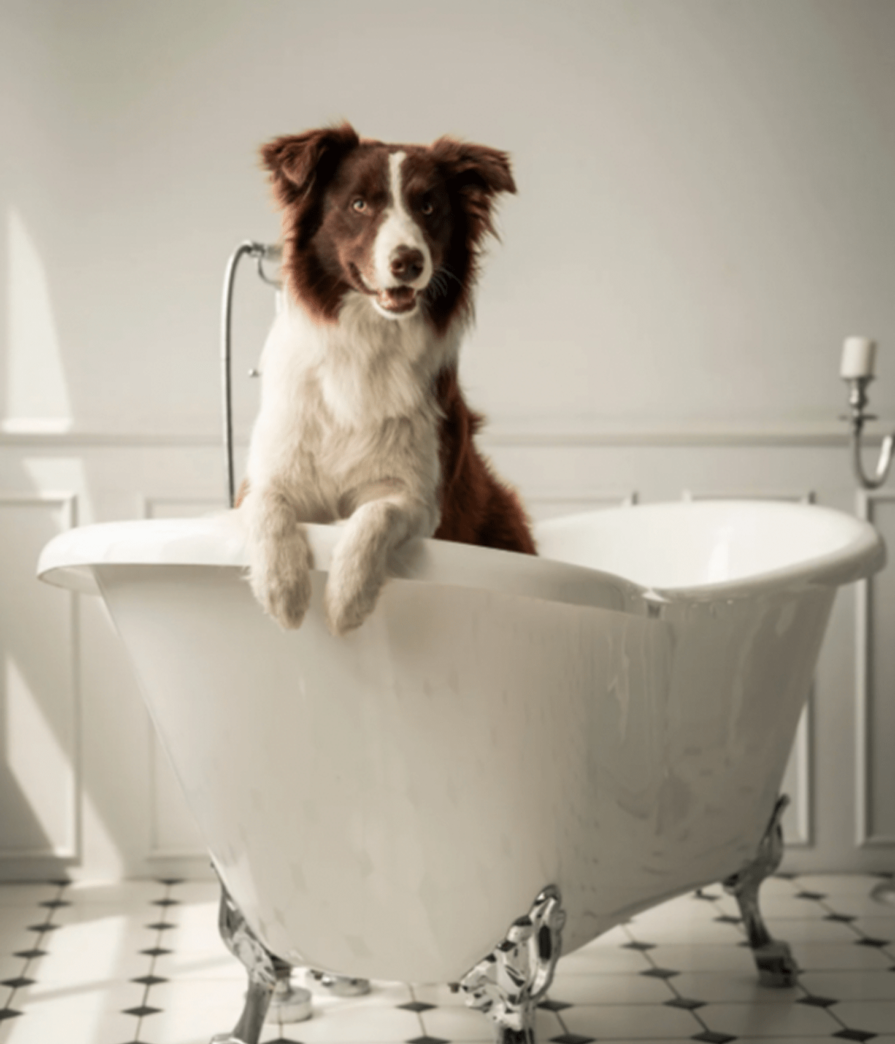toiletteurs pour animaux